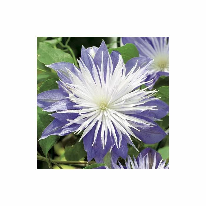 50-90cm Clematis 'Crystal Fountain' - 3L Pot 4 50-90cm Clematis 'Crystal Fountain' - 3L Pot - Image 2
