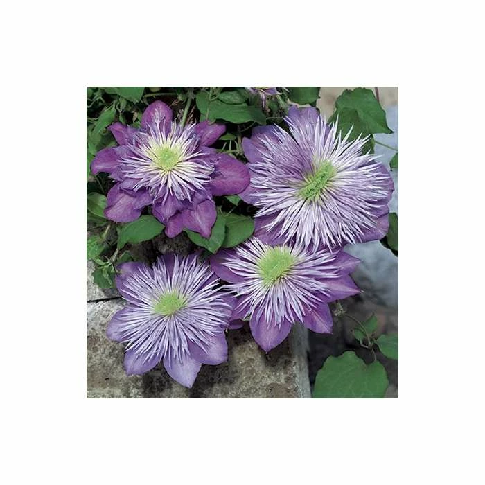 50-90cm Clematis 'Crystal Fountain' - 3L Pot 5 50-90cm Clematis 'Crystal Fountain' - 3L Pot - Image 3