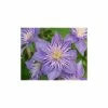 50-90cm Clematis 'Crystal Fountain' - 3L Pot 2 50-90cm Clematis 'Crystal Fountain' - 3L Pot -Cheap July Plants Store PL13663 main image 36fc
