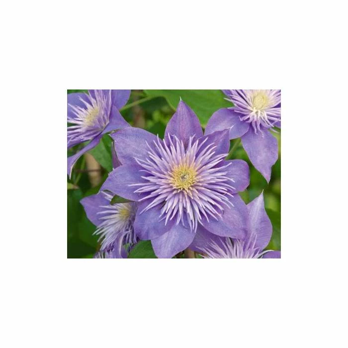 50-90cm Clematis 'Crystal Fountain' - 3L Pot 3 50-90cm Clematis 'Crystal Fountain' - 3L Pot