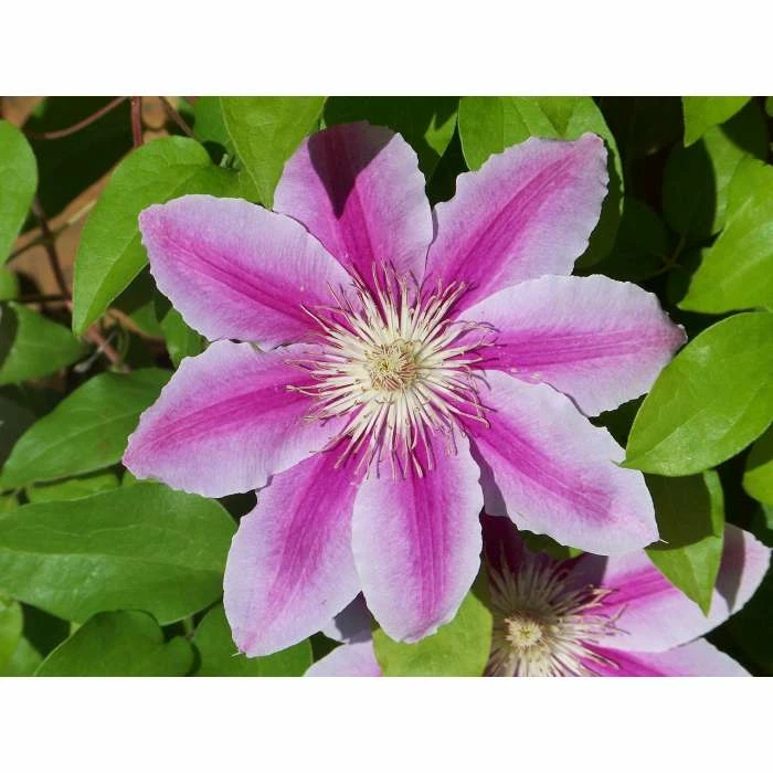 50-90cm Clematis 'Nelly Moser' - 3L Pot 5 50-90cm Clematis 'Nelly Moser' - 3L Pot - Image 3