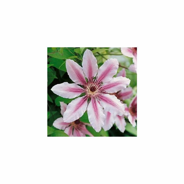 50-90cm Clematis 'Nelly Moser' - 3L Pot 3 50-90cm Clematis 'Nelly Moser' - 3L Pot