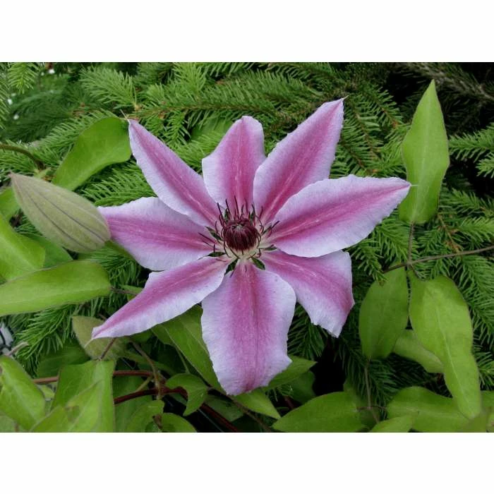 50-90cm Clematis 'Nelly Moser' - 3L Pot 4 50-90cm Clematis 'Nelly Moser' - 3L Pot - Image 2
