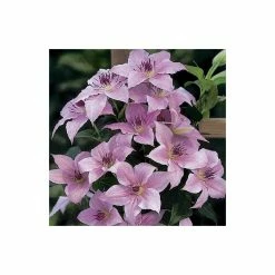 50-90cm Clematis 'Pink Fantasy' - 3L Pot 9 50-90cm Clematis 'Pink Fantasy' - 3L Pot -Cheap July Plants Store PL13666 add image 1 6306