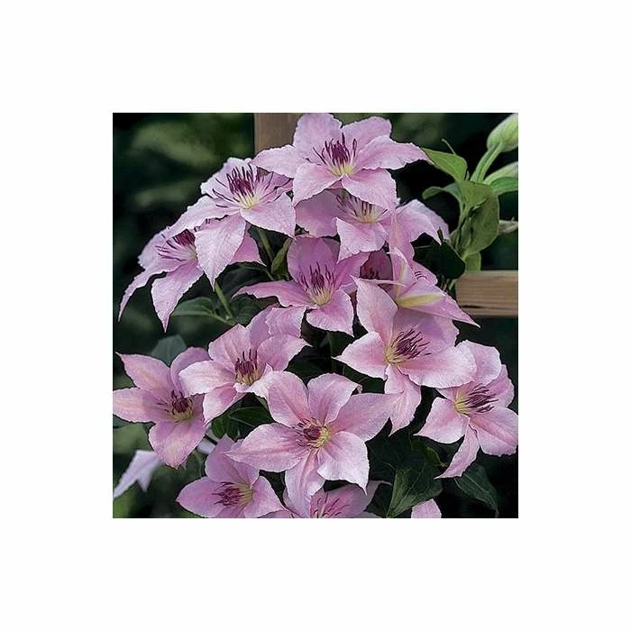 50-90cm Clematis 'Pink Fantasy' - 3L Pot 5 50-90cm Clematis 'Pink Fantasy' - 3L Pot - Image 3