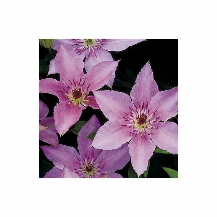 50-90cm Clematis 'Pink Fantasy' - 3L Pot 6 50-90cm Clematis 'Pink Fantasy' - 3L Pot - Image 4