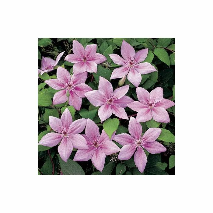 50-90cm Clematis 'Pink Fantasy' - 3L Pot 7 50-90cm Clematis 'Pink Fantasy' - 3L Pot - Image 5