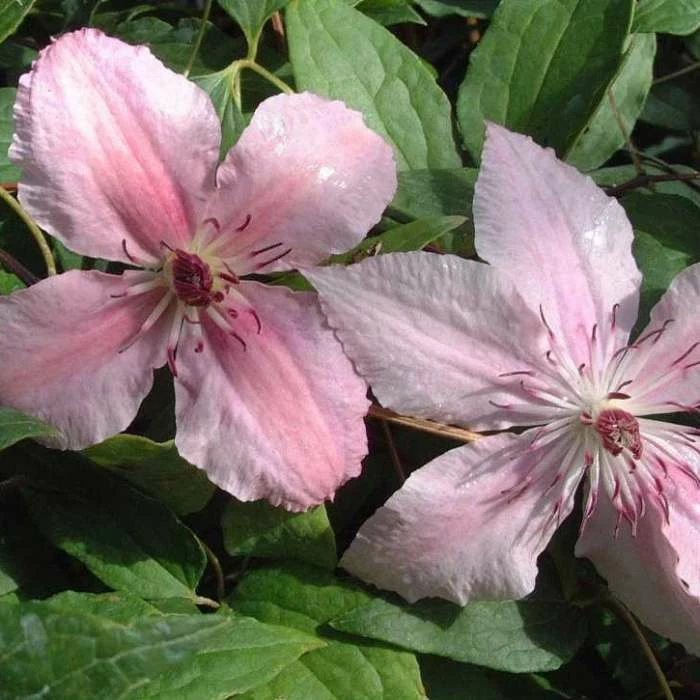50-90cm Clematis 'Pink Fantasy' - 3L Pot 3 50-90cm Clematis 'Pink Fantasy' - 3L Pot
