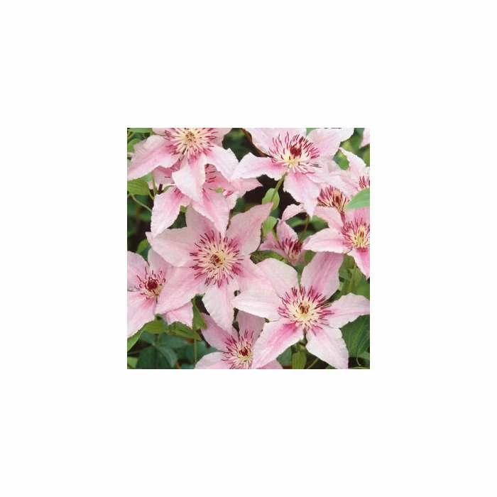 50-90cm Clematis 'Pink Fantasy' - 3L Pot 4 50-90cm Clematis 'Pink Fantasy' - 3L Pot - Image 2
