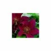 50-90cm Clematis 'Picardy™' by Raymond Evison - 3L Pot 1 50-90cm Clematis 'Picardy™' by Raymond Evison - 3L Pot -Cheap July Plants Store PL13667 main image c6df