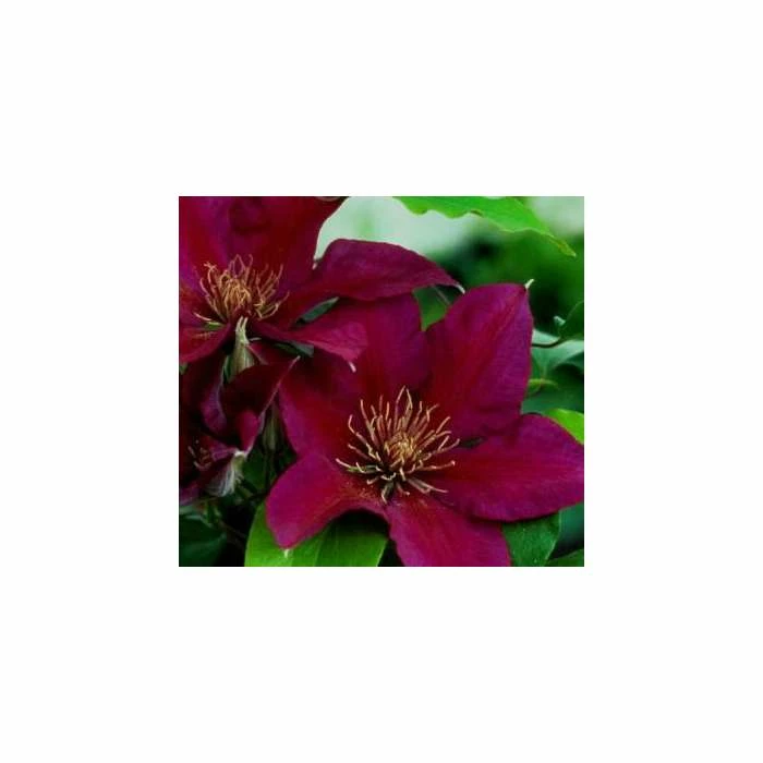 50-90cm Clematis 'Picardy™' by Raymond Evison - 3L Pot 3 50-90cm Clematis 'Picardy™' by Raymond Evison - 3L Pot