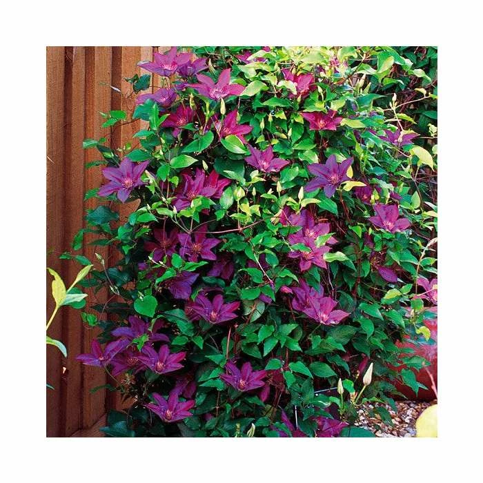 50-90cm Clematis 'Picardy™' by Raymond Evison - 3L Pot 4 50-90cm Clematis 'Picardy™' by Raymond Evison - 3L Pot - Image 2