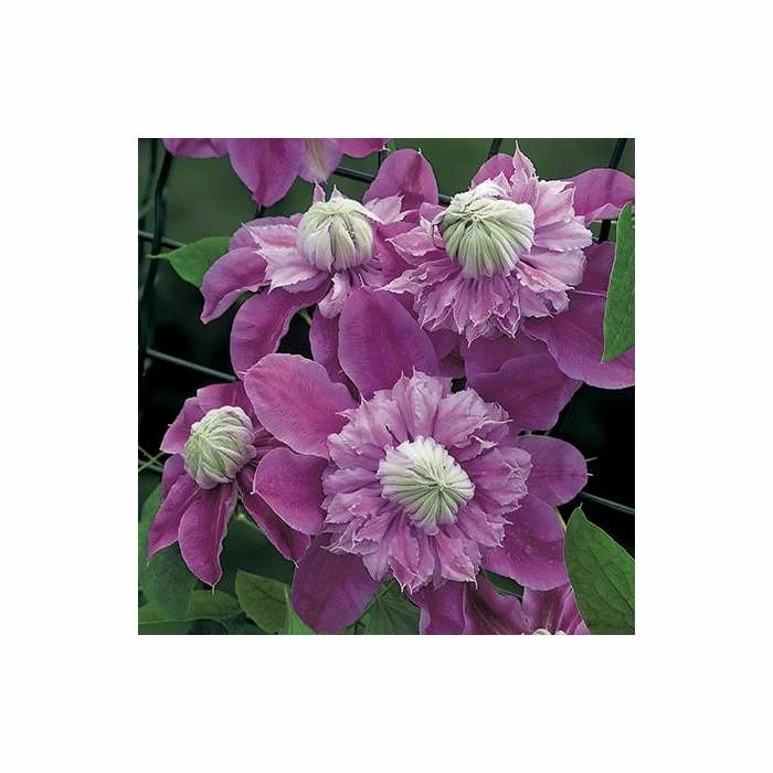 50-90cm Clematis 'Josephine' (Evijohill) - 3L Pot 4 50-90cm Clematis 'Josephine' (Evijohill) - 3L Pot - Image 2