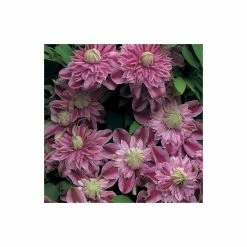 50-90cm Clematis 'Josephine' (Evijohill) - 3L Pot 8 50-90cm Clematis 'Josephine' (Evijohill) - 3L Pot -Cheap July Plants Store PL13669 add image 2 bd9a