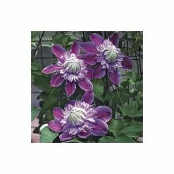 50-90cm Clematis 'Josephine' (Evijohill) - 3L Pot 9 50-90cm Clematis 'Josephine' (Evijohill) - 3L Pot -Cheap July Plants Store PL13669 add image 3 06ef