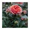 Duchess Of Cornwall Bush Rose - 5.5L 1 Duchess Of Cornwall Bush Rose - 5.5L -Cheap July Plants Store PL20802 main image f1ab