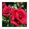 Lovestruck Bush Rose - 5.5L Pot -Cheap July Plants Store PL20804 main image 7c4c