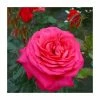 My Dad Bush Rose - 5.5L Pot 2 My Dad Bush Rose - 5.5L Pot -Cheap July Plants Store PL20807 main image eabe