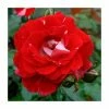 My Mum Bush Rose - 5.5L Pot -Cheap July Plants Store PL20809 main image 8299