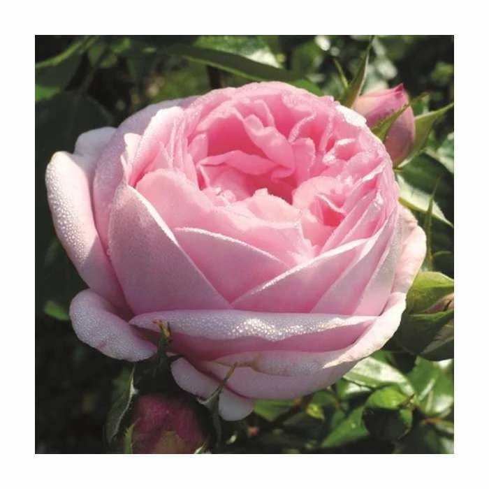 Pink Martini Bush Rose - 5.5L Pot 3 Pink Martini Bush Rose - 5.5L Pot