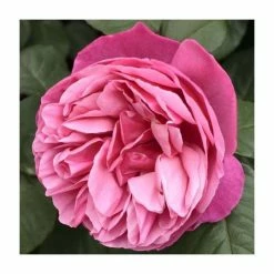 The Anniversary Rose Bush Rose- 5.5L Pot