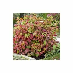 2ft Nandina 'Fire Power' | 10L Pot |Heavenly Bamboo 7 2ft Nandina 'Fire Power' | 10L Pot |Heavenly Bamboo -Cheap July Plants Store PL300610L add image 1 3dbe