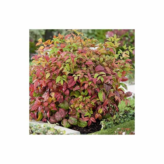 2ft Nandina 'Fire Power' | 10L Pot |Heavenly Bamboo 5 2ft Nandina 'Fire Power' | 10L Pot |Heavenly Bamboo - Image 3