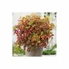 2ft Nandina 'Fire Power' | 10L Pot |Heavenly Bamboo