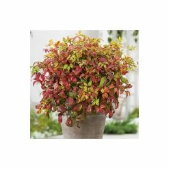 2ft Nandina 'Fire Power' | 10L Pot |Heavenly Bamboo