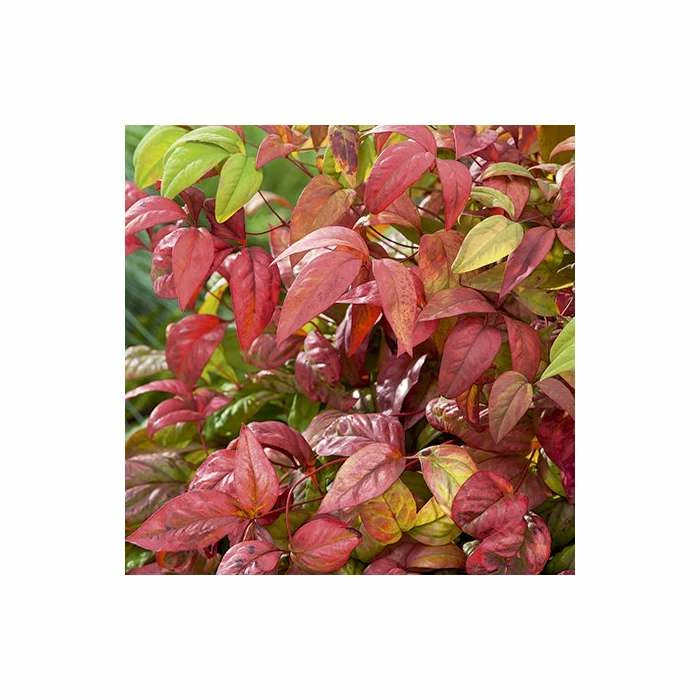 2ft Nandina 'Fire Power' | 10L Pot |Heavenly Bamboo 4 2ft Nandina 'Fire Power' | 10L Pot |Heavenly Bamboo - Image 2
