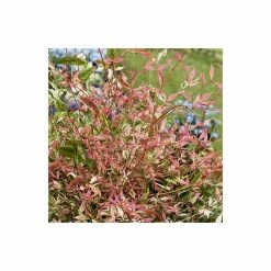 2ft Nandina 'Twilight' | 10L Pot |Heavenly Bamboo -Cheap July Plants Store PL300810L add image 1 7700