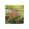 2ft Nandina 'Twilight' | 10L Pot |Heavenly Bamboo -Cheap July Plants Store PL300810L main image 3f25