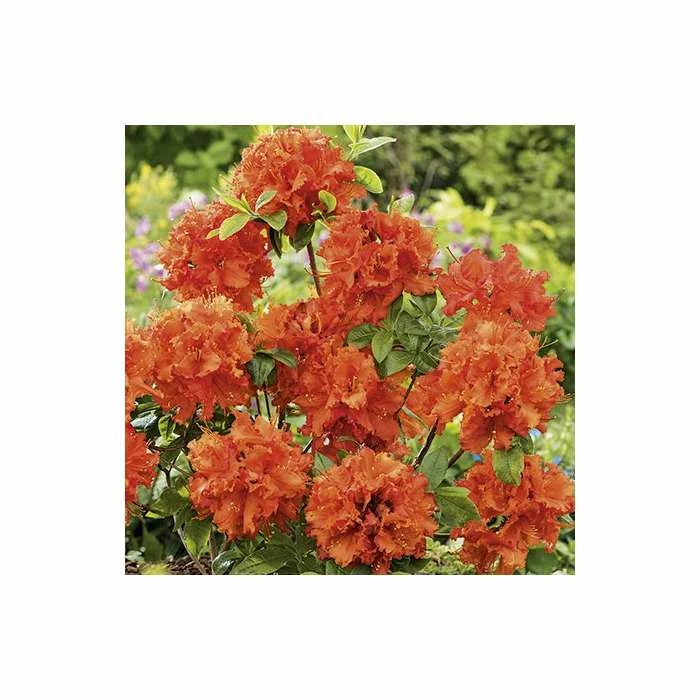 2ft Deciduous Azalea 'Gibraltar' | 5L Pot 4 2ft Deciduous Azalea 'Gibraltar' | 5L Pot - Image 2
