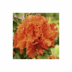 2ft Deciduous Azalea 'Gibraltar' | 5L Pot 7 2ft Deciduous Azalea 'Gibraltar' | 5L Pot -Cheap July Plants Store PL301195L add image 2 7779