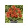 2ft Deciduous Azalea 'Gibraltar' | 5L Pot