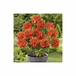 2ft Deciduous Azalea 'Gibraltar' | 5L Pot