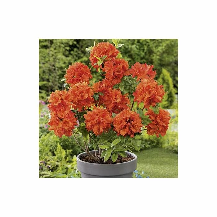 2ft Deciduous Azalea 'Gibraltar' | 5L Pot 3 2ft Deciduous Azalea 'Gibraltar' | 5L Pot