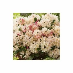 Rhododendron 'Percy Wiseman' | 3L Pot - Rhododendron Yakushimanum 9 Rhododendron 'Percy Wiseman' | 3L Pot - Rhododendron Yakushimanum -Cheap July Plants Store PL301543L add image 2 f83a
