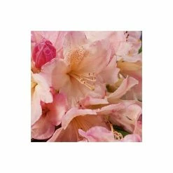 Rhododendron 'Percy Wiseman' | 3L Pot - Rhododendron Yakushimanum 10 Rhododendron 'Percy Wiseman' | 3L Pot - Rhododendron Yakushimanum -Cheap July Plants Store PL301543L add image 3 ea03