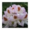 2ft Rhododendron 'Mrs T. H. Lowinsky ' | 7.5L Pot | Rhododendron Hybrid 2 2ft Rhododendron 'Mrs T. H. Lowinsky ' | 7.5L Pot | Rhododendron Hybrid -Cheap July Plants Store PL30263 main image 1283