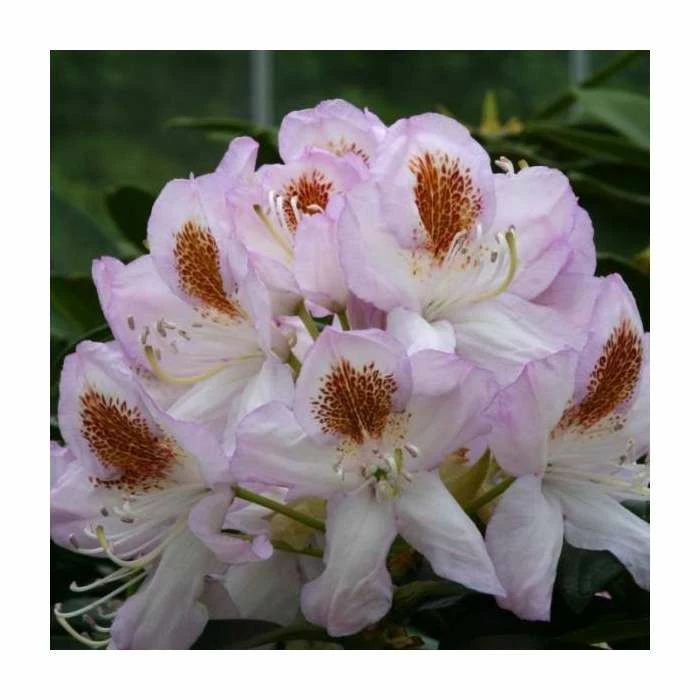 2ft Rhododendron 'Mrs T. H. Lowinsky ' | 7.5L Pot | Rhododendron Hybrid 3 2ft Rhododendron 'Mrs T. H. Lowinsky ' | 7.5L Pot | Rhododendron Hybrid