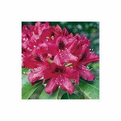 2ft Rhododendron 'Nova Zembla ' | 7.5L Pot | Rhododendron Hybrid 9 2ft Rhododendron 'Nova Zembla ' | 7.5L Pot | Rhododendron Hybrid -Cheap July Plants Store PL30264 add image 2 f09d