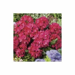 2ft Rhododendron 'Nova Zembla ' | 7.5L Pot | Rhododendron Hybrid 10 2ft Rhododendron 'Nova Zembla ' | 7.5L Pot | Rhododendron Hybrid -Cheap July Plants Store PL30264 add image 3 ff05