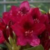 2ft Rhododendron 'Nova Zembla ' | 7.5L Pot | Rhododendron Hybrid 1 2ft Rhododendron 'Nova Zembla ' | 7.5L Pot | Rhododendron Hybrid -Cheap July Plants Store PL30264 main image f6f3