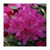 2ft Rhododendron 'Rocket ' | 7.5L Pot | Rhododendron Hybrid -Cheap July Plants Store PL30265 main image ab56
