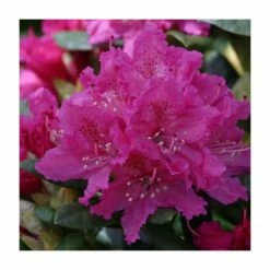 2ft Rhododendron 'Rocket ' | 7.5L Pot | Rhododendron Hybrid