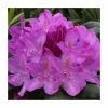 Rhododendron 'Roseum Elegans' 2 Rhododendron 'Roseum Elegans' -Cheap July Plants Store PL30266 main image 9b8d