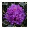 2ft Rhododendron 'Silver Edge' | 7.5L Pot | Rhododendron Hybrid