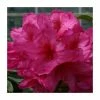 2ft Rhododendron 'Van' | 7.5L Pot | Rhododendron Hybrid -Cheap July Plants Store PL30270 main image c605