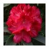 2ft Rhododendron 'Wilgens Ruby' | 7.5L Pot | Rhododendron Hybrid 2 2ft Rhododendron 'Wilgens Ruby' | 7.5L Pot | Rhododendron Hybrid -Cheap July Plants Store PL30271 main image cee1